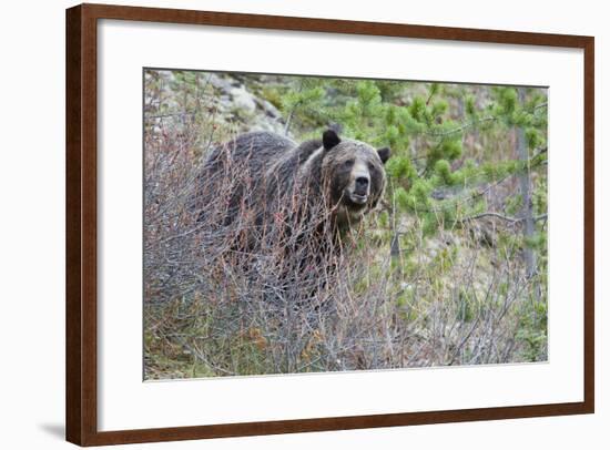 Grizzly Bear in Autumn-Ken Archer-Framed Photographic Print