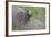 Grizzly Bear in Autumn-Ken Archer-Framed Photographic Print