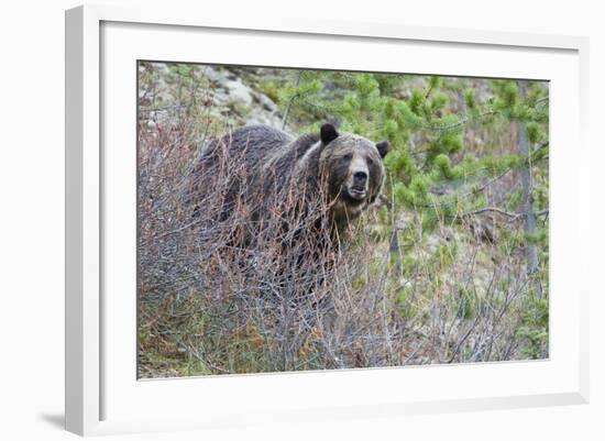 Grizzly Bear in Autumn-Ken Archer-Framed Photographic Print