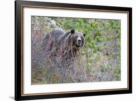 Grizzly Bear in Autumn-Ken Archer-Framed Photographic Print