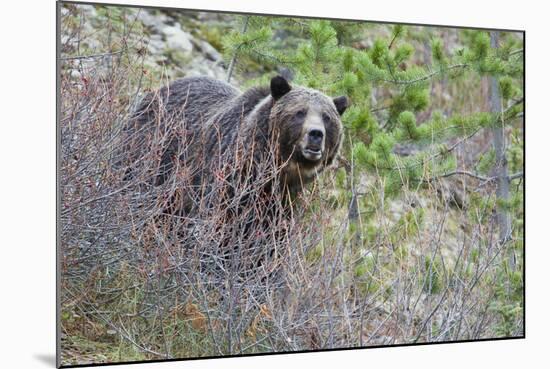 Grizzly Bear in Autumn-Ken Archer-Mounted Photographic Print