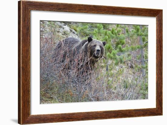 Grizzly Bear in Autumn-Ken Archer-Framed Photographic Print