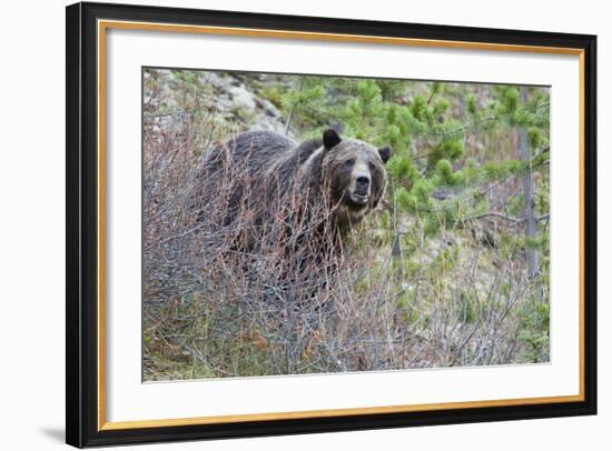 Grizzly Bear in Autumn-Ken Archer-Framed Photographic Print