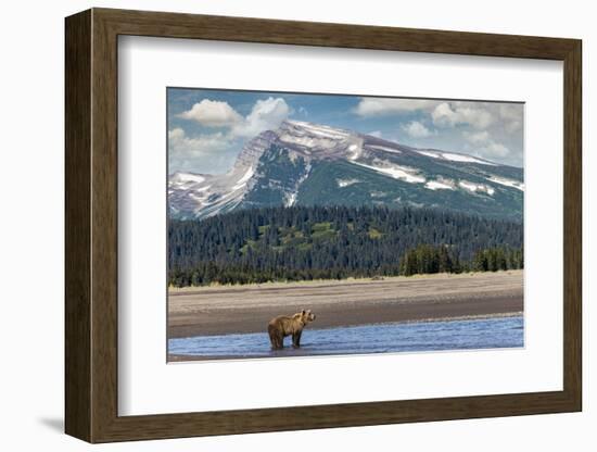 Grizzly bear in landscape with mountain, Lake Clark National Park and Preserve, Alaska-Adam Jones-Framed Photographic Print