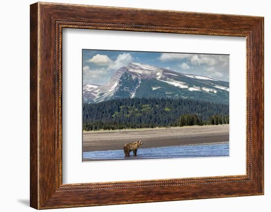 Grizzly bear in landscape with mountain, Lake Clark National Park and Preserve, Alaska-Adam Jones-Framed Photographic Print