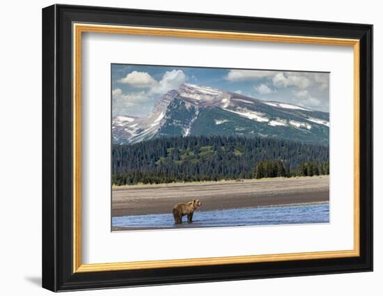 Grizzly bear in landscape with mountain, Lake Clark National Park and Preserve, Alaska-Adam Jones-Framed Photographic Print