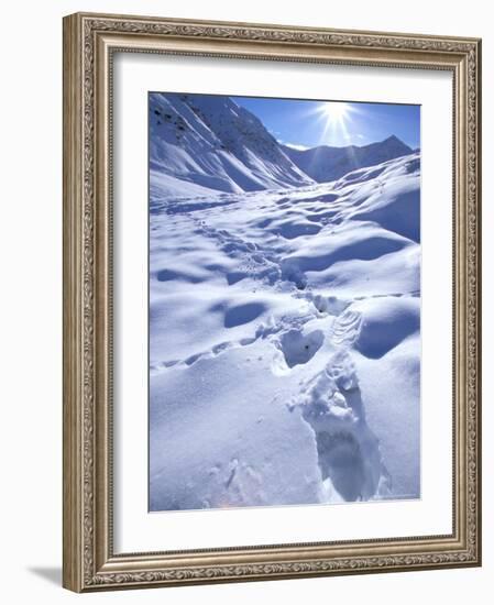 Grizzly Bear in the First Snow of Autumn, Brooks Range, Alaska, USA-Hugh Rose-Framed Photographic Print