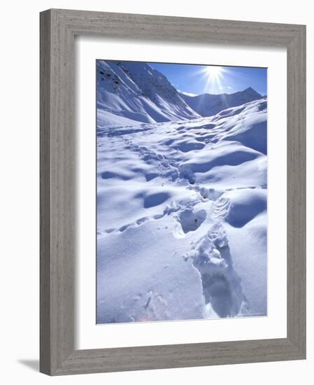 Grizzly Bear in the First Snow of Autumn, Brooks Range, Alaska, USA-Hugh Rose-Framed Photographic Print