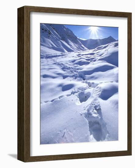 Grizzly Bear in the First Snow of Autumn, Brooks Range, Alaska, USA-Hugh Rose-Framed Photographic Print