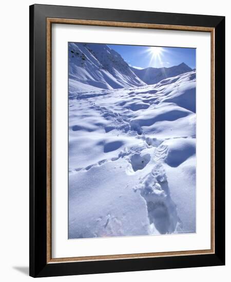 Grizzly Bear in the First Snow of Autumn, Brooks Range, Alaska, USA-Hugh Rose-Framed Photographic Print