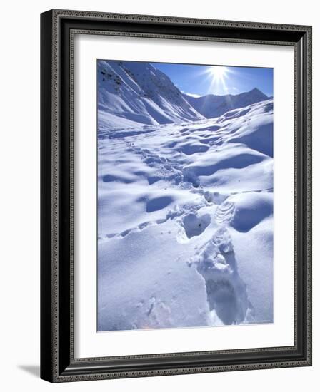 Grizzly Bear in the First Snow of Autumn, Brooks Range, Alaska, USA-Hugh Rose-Framed Photographic Print