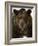 Grizzly Bear in winter, Ursus Arctos, Montana-Adam Jones-Framed Photographic Print