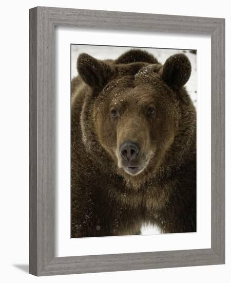 Grizzly Bear in winter, Ursus Arctos, Montana-Adam Jones-Framed Photographic Print