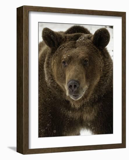 Grizzly Bear in winter, Ursus Arctos, Montana-Adam Jones-Framed Photographic Print