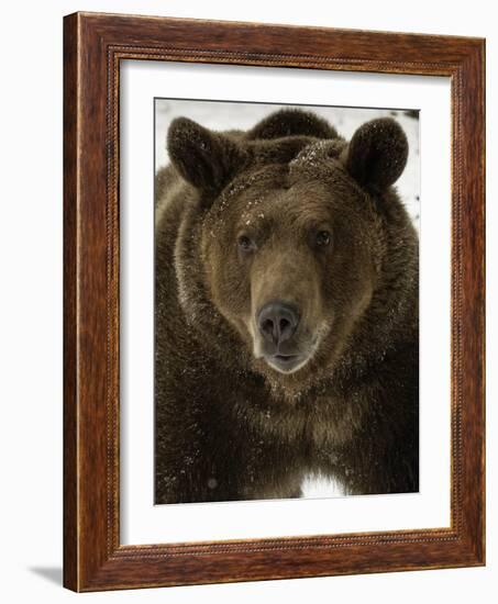 Grizzly Bear in winter, Ursus Arctos, Montana-Adam Jones-Framed Photographic Print