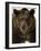 Grizzly Bear in winter, Ursus Arctos, Montana-Adam Jones-Framed Photographic Print