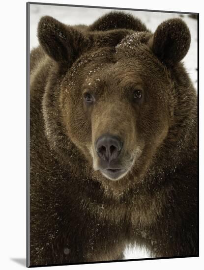 Grizzly Bear in winter, Ursus Arctos, Montana-Adam Jones-Mounted Photographic Print