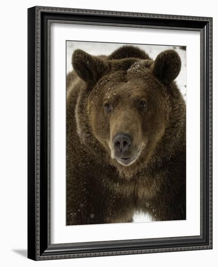 Grizzly Bear in winter, Ursus Arctos, Montana-Adam Jones-Framed Photographic Print