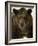 Grizzly Bear in winter, Ursus Arctos, Montana-Adam Jones-Framed Photographic Print