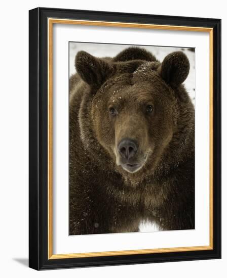 Grizzly Bear in winter, Ursus Arctos, Montana-Adam Jones-Framed Photographic Print