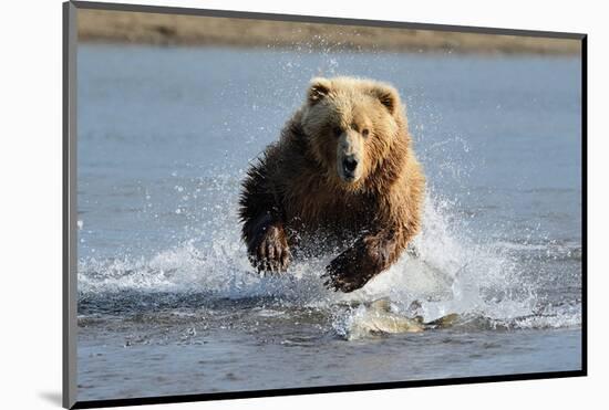 Grizzly Bear Jumping at Fish-null-Mounted Art Print
