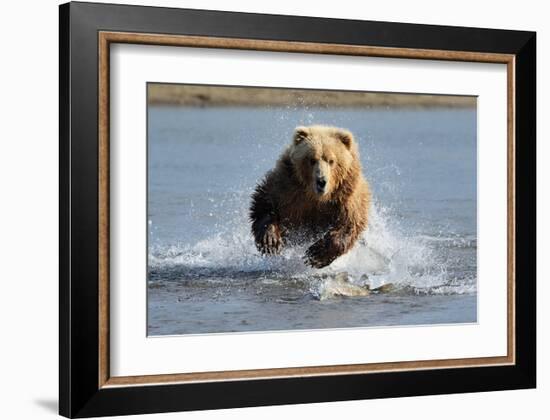 Grizzly Bear Jumping at Fish-null-Framed Art Print