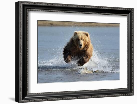 Grizzly Bear Jumping at Fish-null-Framed Art Print