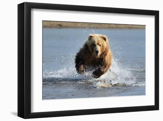 Grizzly Bear Jumping at Fish-null-Framed Art Print