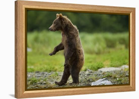 Grizzly Bear, Katmai National Park, Alaska-Paul Souders-Framed Premier Image Canvas