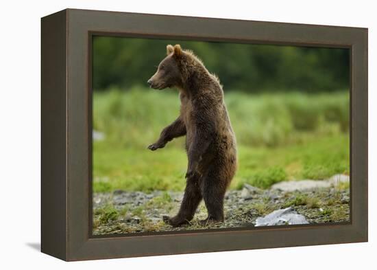 Grizzly Bear, Katmai National Park, Alaska-Paul Souders-Framed Premier Image Canvas