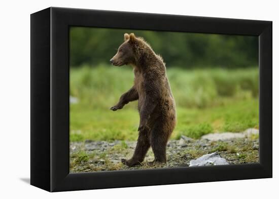 Grizzly Bear, Katmai National Park, Alaska-Paul Souders-Framed Premier Image Canvas