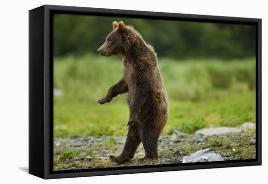 Grizzly Bear, Katmai National Park, Alaska-Paul Souders-Framed Premier Image Canvas