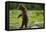 Grizzly Bear, Katmai National Park, Alaska-Paul Souders-Framed Premier Image Canvas