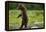 Grizzly Bear, Katmai National Park, Alaska-Paul Souders-Framed Premier Image Canvas