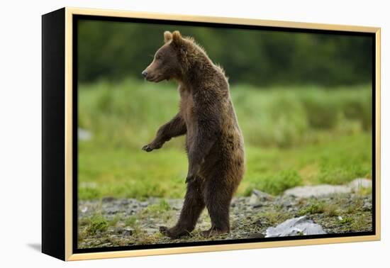 Grizzly Bear, Katmai National Park, Alaska-Paul Souders-Framed Premier Image Canvas