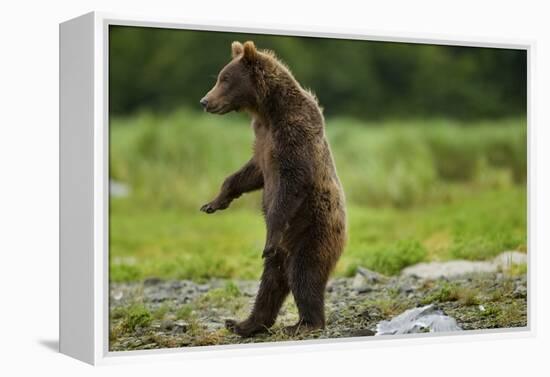 Grizzly Bear, Katmai National Park, Alaska-Paul Souders-Framed Premier Image Canvas