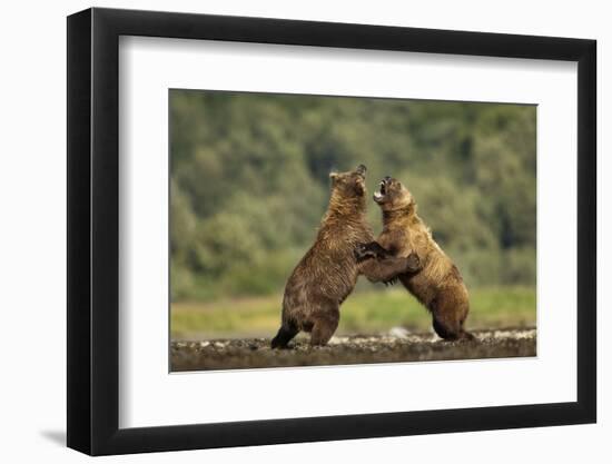 Grizzly Bear, Katmai National Park, Alaska-Paul Souders-Framed Photographic Print