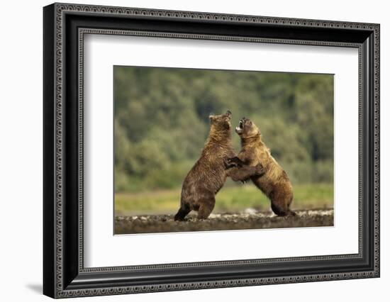 Grizzly Bear, Katmai National Park, Alaska-Paul Souders-Framed Photographic Print