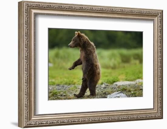 Grizzly Bear, Katmai National Park, Alaska-Paul Souders-Framed Photographic Print