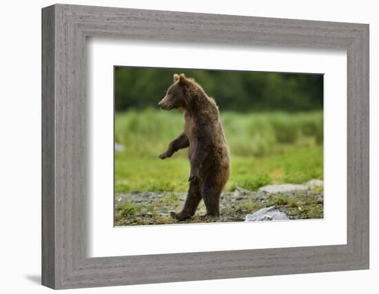 Grizzly Bear, Katmai National Park, Alaska-Paul Souders-Framed Photographic Print