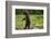 Grizzly Bear, Katmai National Park, Alaska-Paul Souders-Framed Photographic Print