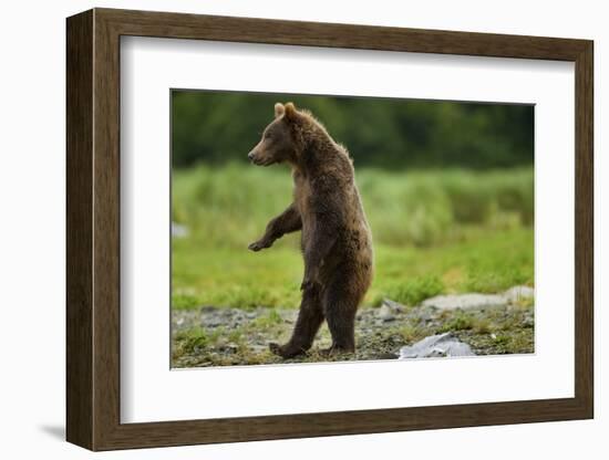 Grizzly Bear, Katmai National Park, Alaska-Paul Souders-Framed Photographic Print