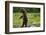 Grizzly Bear, Katmai National Park, Alaska-Paul Souders-Framed Photographic Print