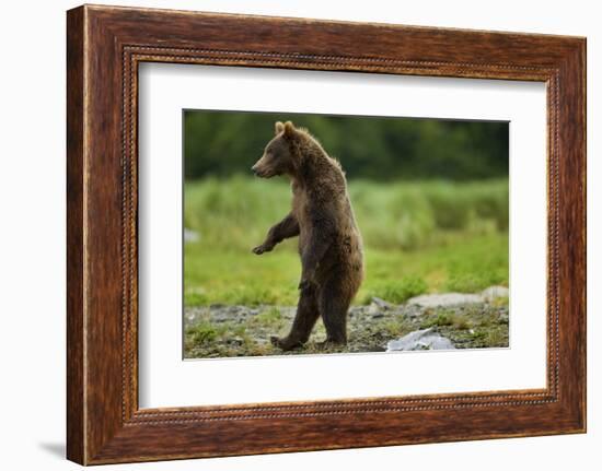 Grizzly Bear, Katmai National Park, Alaska-Paul Souders-Framed Photographic Print