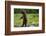 Grizzly Bear, Katmai National Park, Alaska-Paul Souders-Framed Photographic Print