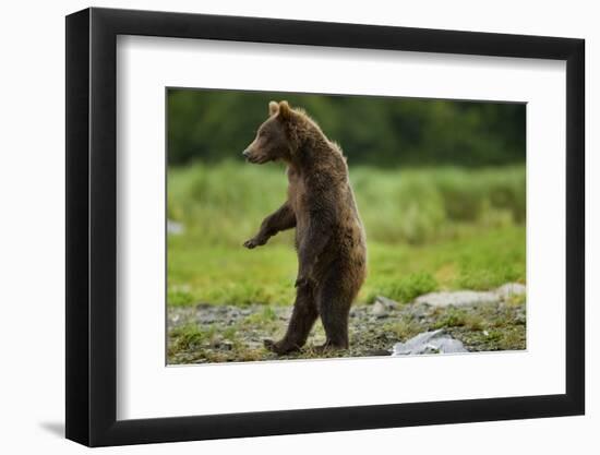 Grizzly Bear, Katmai National Park, Alaska-Paul Souders-Framed Photographic Print