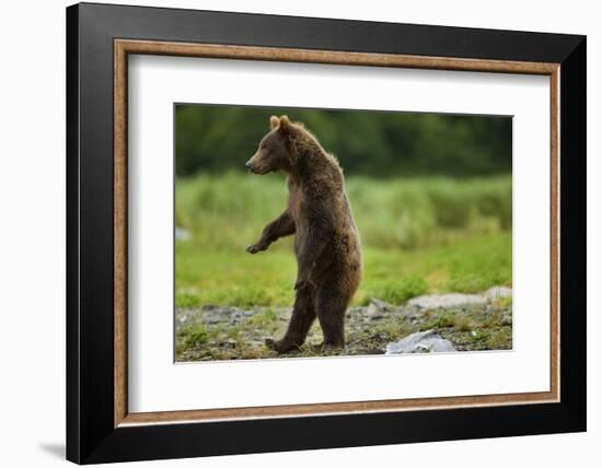 Grizzly Bear, Katmai National Park, Alaska-Paul Souders-Framed Photographic Print