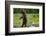 Grizzly Bear, Katmai National Park, Alaska-Paul Souders-Framed Photographic Print