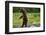 Grizzly Bear, Katmai National Park, Alaska-Paul Souders-Framed Photographic Print