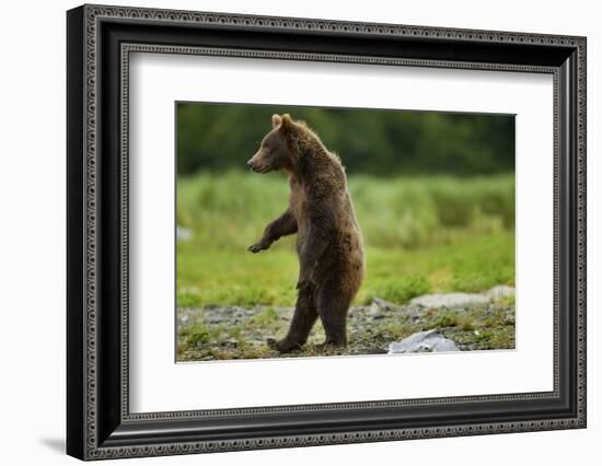 Grizzly Bear, Katmai National Park, Alaska-Paul Souders-Framed Photographic Print